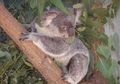 Koala Dekap Pohon Agar Tak "Kepanasan"