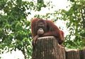 Batal, Pelepasanliaran Orangutan di Hari Valentine
