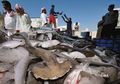 Ringkihnya Kondisi Sang Penguasa Samudra