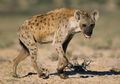 Fosil Tinja Ungkap Misteri Hyena Prasejarah