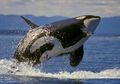 Orca Putih Dewasa Ditemukan di Rusia