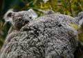 Koala Bukanlah "Beruang"