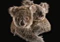Duka Koala