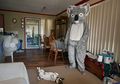 Kampanye peduli koala