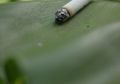Kawasan Tanpa Rokok Guna Lindungi Perokok Pasif