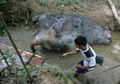Berkampanye Demi Nasib Gajah Sumatra