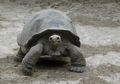 Kematian Kura-Kura Raksasa "Lonesome George" Menandai Kepunahan Spesies ini