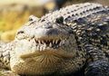 Lolong, Buaya Air Asin Terbesar di Dunia dari Filipina