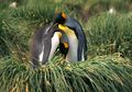 Mengejutkan! Dalam 3 Dekade, 90 Persen Populasi Penguin Raja Menyusut