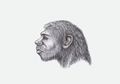 Perkawinan Purba Ditemukan dalam Genom Neanderthal