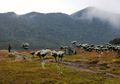 Lagi-lagi Fenomena Unik di Puncak Gunung Gede, Apa Sebenarnya yang Sedang Terjadi?