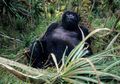 Melindungi Gorila dari COVID-19, Taman Nasional di Afrika Ditutup
