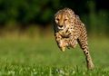 Sarah si Cheetah Hewan Tercepat di Dunia