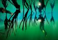 Ancaman Kota-kota Pesisir dan Upaya Pelestarian Ekosistem Mangrove