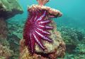 Bintang Laut Berduri Kurangi Populasi Koral Great Barrier Reef