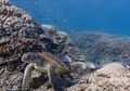 RangerBot, Robot Calon Penjaga Great Barrier Reef