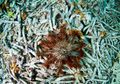 Ditemukan, Cara Membasmi Bintang Laut Beracun