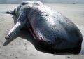 Tiga Paus Ditemukan Mati di Pantai Skegness