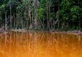 Melawan Kebakaran di Hutan Harapan
