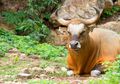 Banteng di Pangandaran Tinggal Satu Ekor