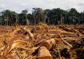 Hitung-hitung Emisi Karbon dari Hutan yang Ditebang
