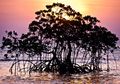 Urgensi Perlindungan Hutan Bakau