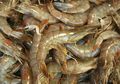Di Sulawesi Barat, Udang Tumbuh Tak Normal Akibat Kemarau