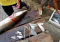 Satukan Langkah Nyata demi Si Predator Laut