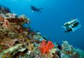 Raja Ampat Tetapkan Kawasan Perlindungan Hiu dan Pari Manta