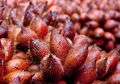 Limbah Salak Berpotensi Jadi Energi Alternatif Masa Depan