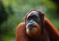 Orangutan dan Simpanse Alami Krisis Paruh Baya