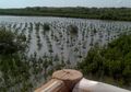 Lebih Dari 50% Hutan Mangrove di Indonesia Hilang, Apa Penyebabnya?