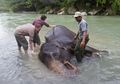 Mendukung Konservasi Melalui Kotoran Gajah