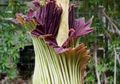 Menilik Hidup Amorphophallus Titanum , Si Bunga Bangkai yang Sedang Mekar