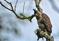 Rahasia Penglihatan Elang yang Menjadikannya Sebagai Predator Ulung