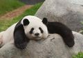 12 Ekor Panda di China Kehilangan Lingkaran Hitam Pada Matanya