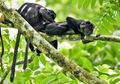Proses Berliku Merumahkan Lutung Jawa