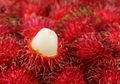 Pesta Rambutan Bersama Keluarga di Ujung Jakarta