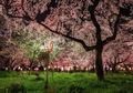 Sakura Cepat Mekar karena Perubahan Iklim, Bagaimana di Masa Depan?