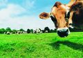 AS Larang Penggemukan Ternak dengan Antibiotik