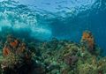Wisata Suaka Biru Raja Ampat