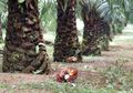 Studi: Kebun Sawit Baru Menghasilkan Emisi Dua Kali Lebih Banyak Dibanding yang Lama