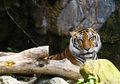 Razia Jerat Beri Peluang Hidup Harimau Sumatra