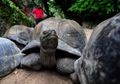 Aldabra, di Mana Jumlah Kura-Kura Lebih Banyak dari Manusia
