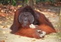 Siapa Sangka, Orangutan Ternyata Memiliki Pengetahuan Obat-Obatan