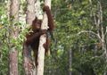 Habitatnya Rusak, Populasi Orangutan Kalimantan Semakin Kritis di 2019