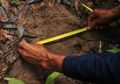 Badak Sumatra Tertangkap Kamera Video di Kalimantan