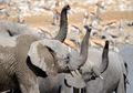 Meski Memiliki Tubuh Besar, Gajah Ternyata Takut Kepada Lebah