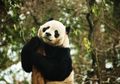 Cina Daur Ulang Kotoran Panda Jadi Tisu, Enggak Sangka Segini Harga Jualnya!