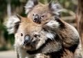 Puluhan Koala Terluka dan Mati Kelaparan di Perkebunan Australia